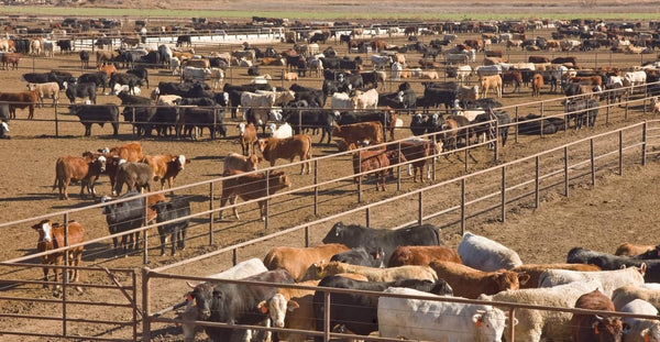 Panel de feedlot