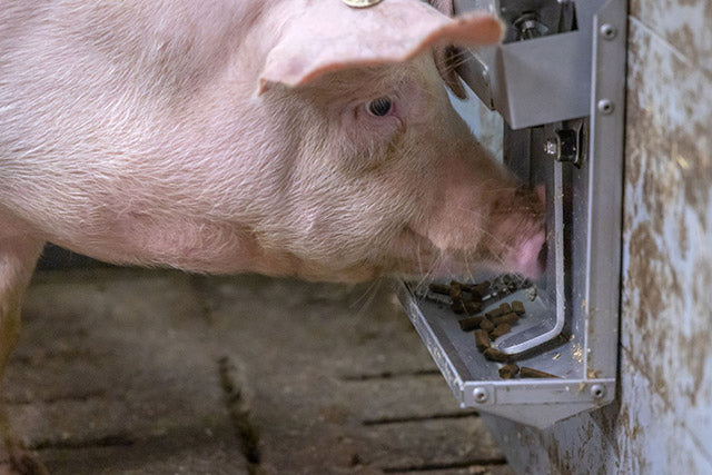 Dispensador de pellets para porcinos