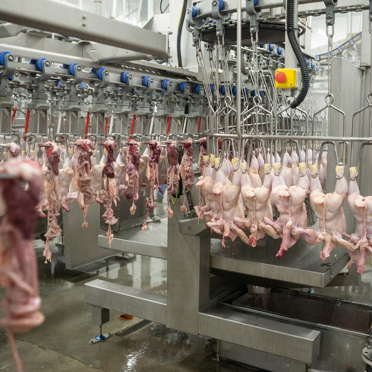 Procesamiento y eviscerado (crecimiento en líneas automatizadas)