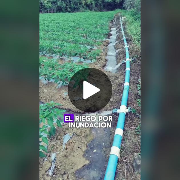 Riego por inundación controlada