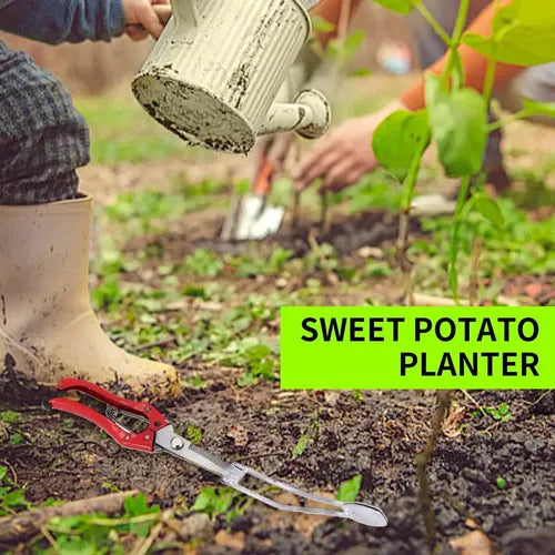 Planter de tubérculos