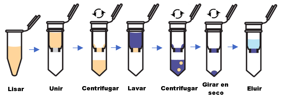 Columna de extracción